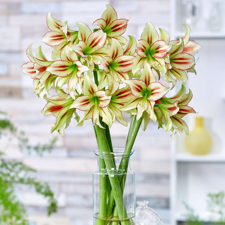 Amaryllis 'Cleopatra'